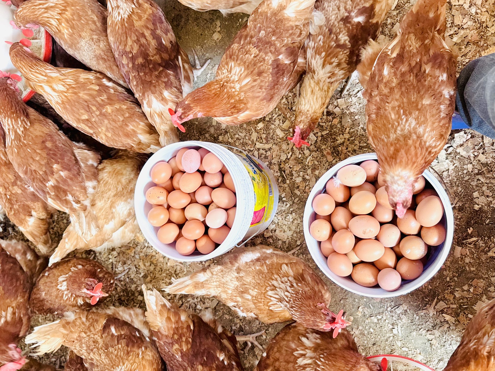 9 questions to answer when starting a layers poultry farm as a young farmer