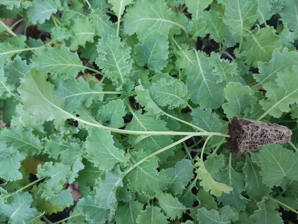 Farmer’s guide to growing kale